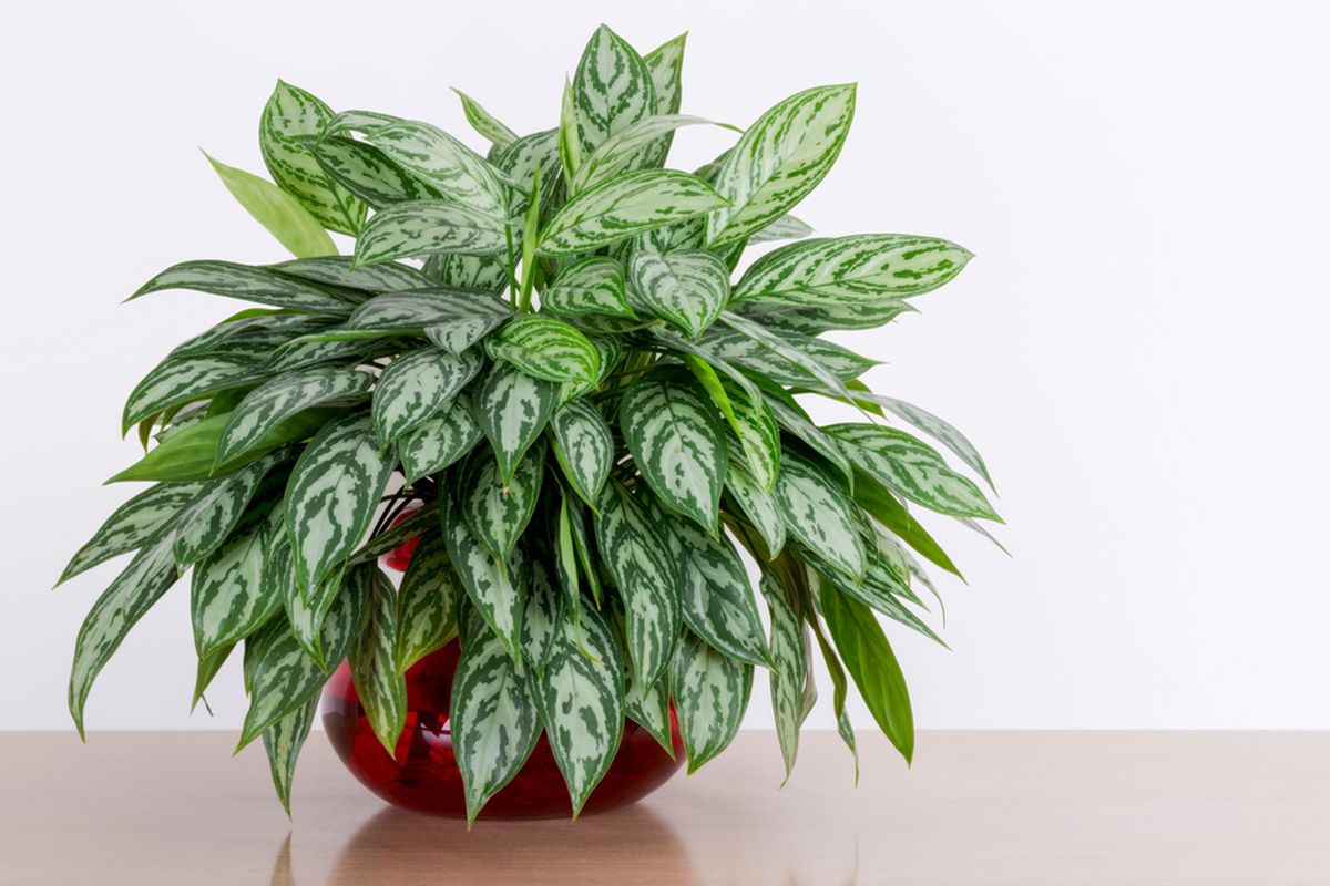 Trik Bikin Tanaman Hias Cepat Bertunas Dan Rimbun